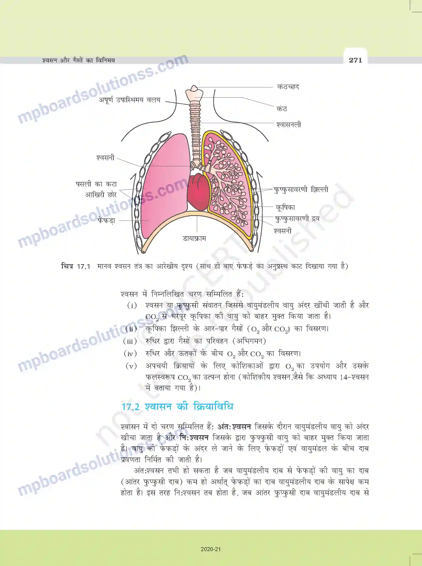 MP Board Book for Class 11 Biology श्वसन और गैसों का विनिमय Image 3