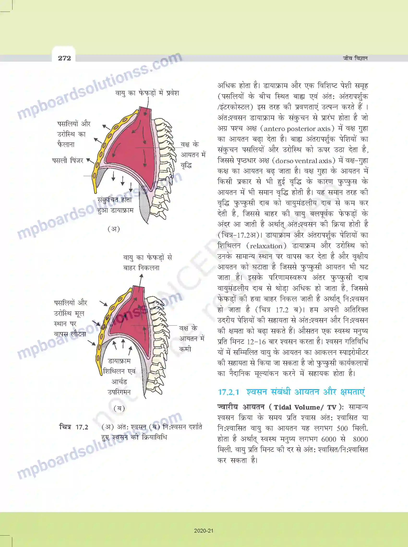 MP Board Book for Class 11 Biology श्वसन और गैसों का विनिमय Image 4