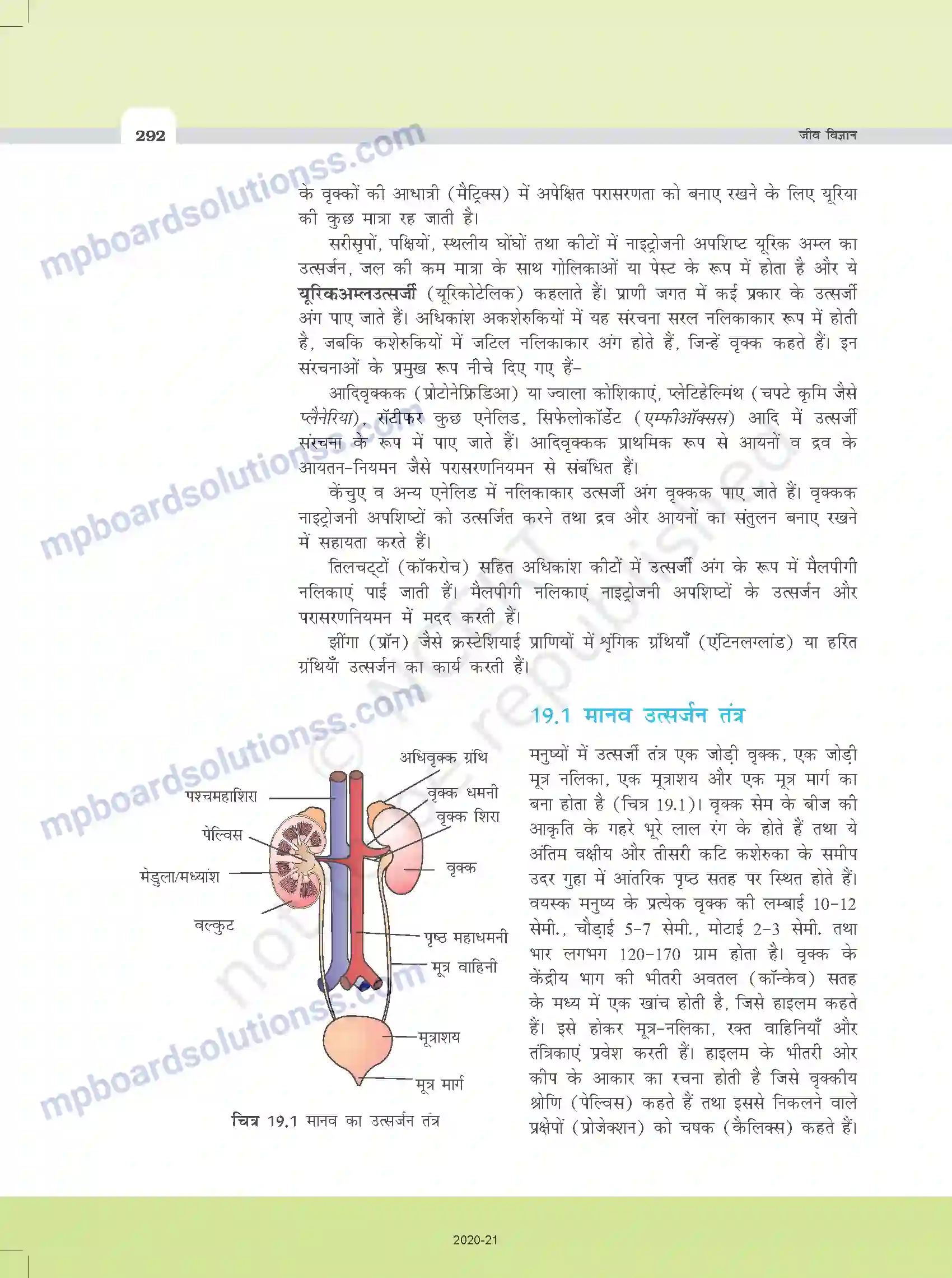 MP Board Book for Class 11 Biology उत्सर्जी उत्पाद एवं उनका निष्कासन Image 2