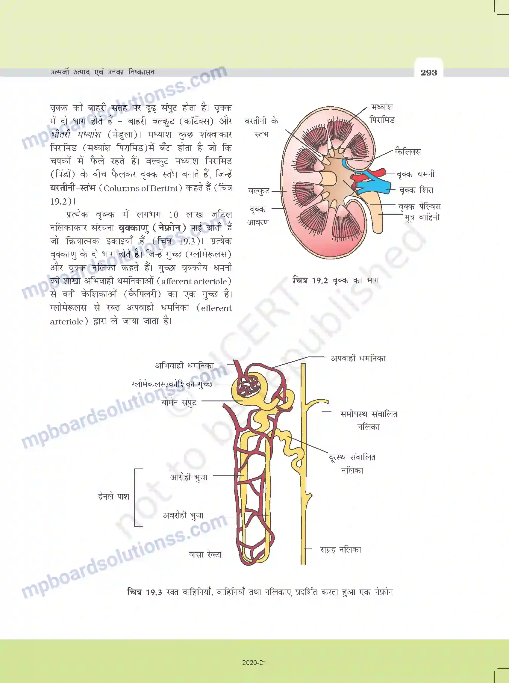 MP Board Book for Class 11 Biology उत्सर्जी उत्पाद एवं उनका निष्कासन Image 3