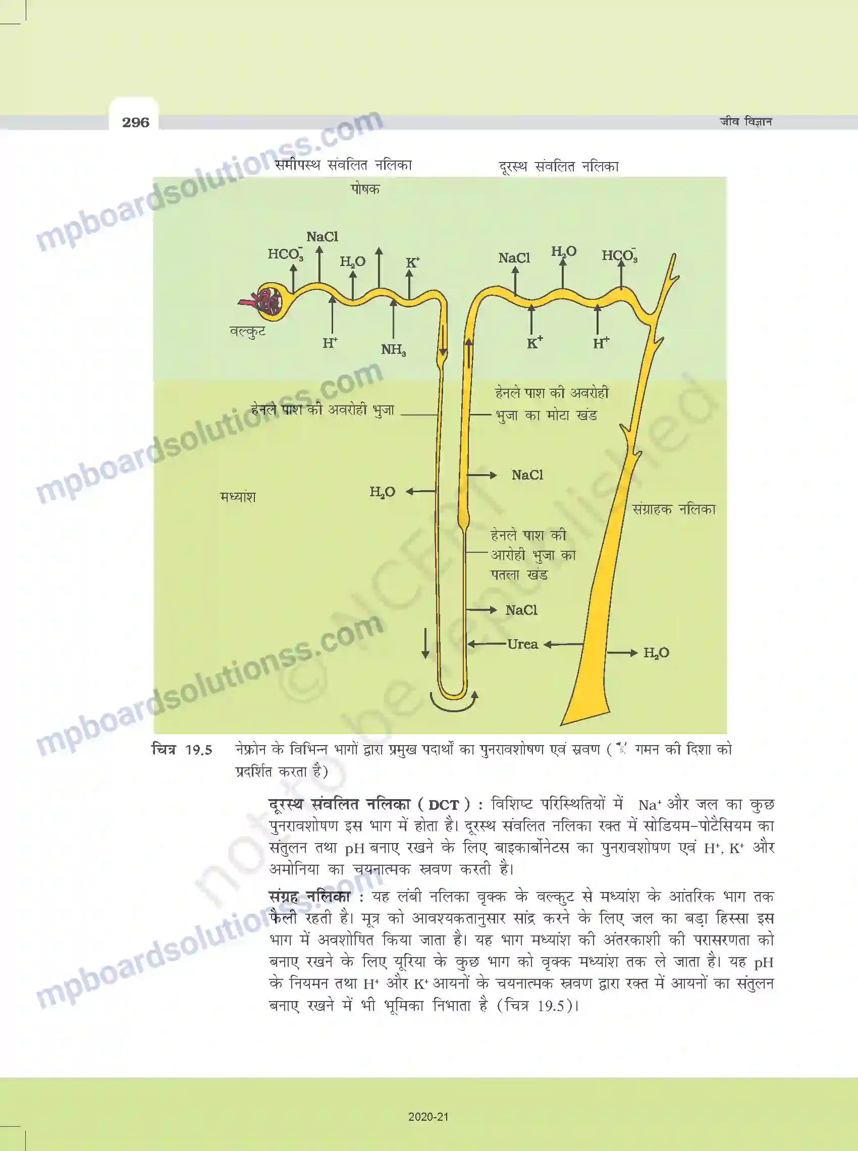 MP Board Book for Class 11 Biology उत्सर्जी उत्पाद एवं उनका निष्कासन Image 6