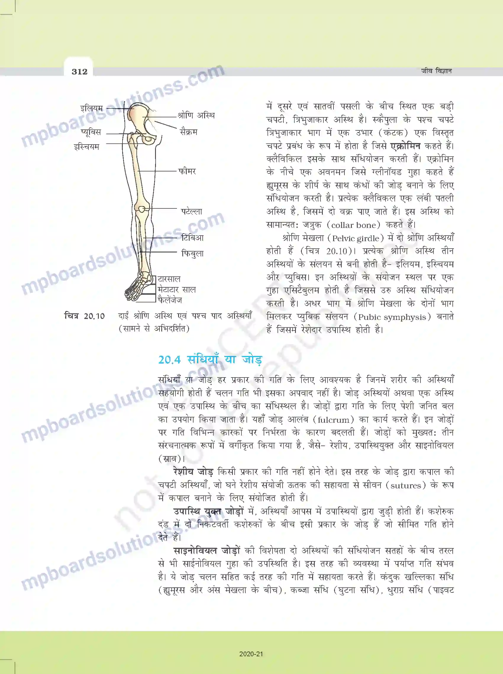 MP Board Book for Class 11 Biology गमन एवं संचलन Image 10