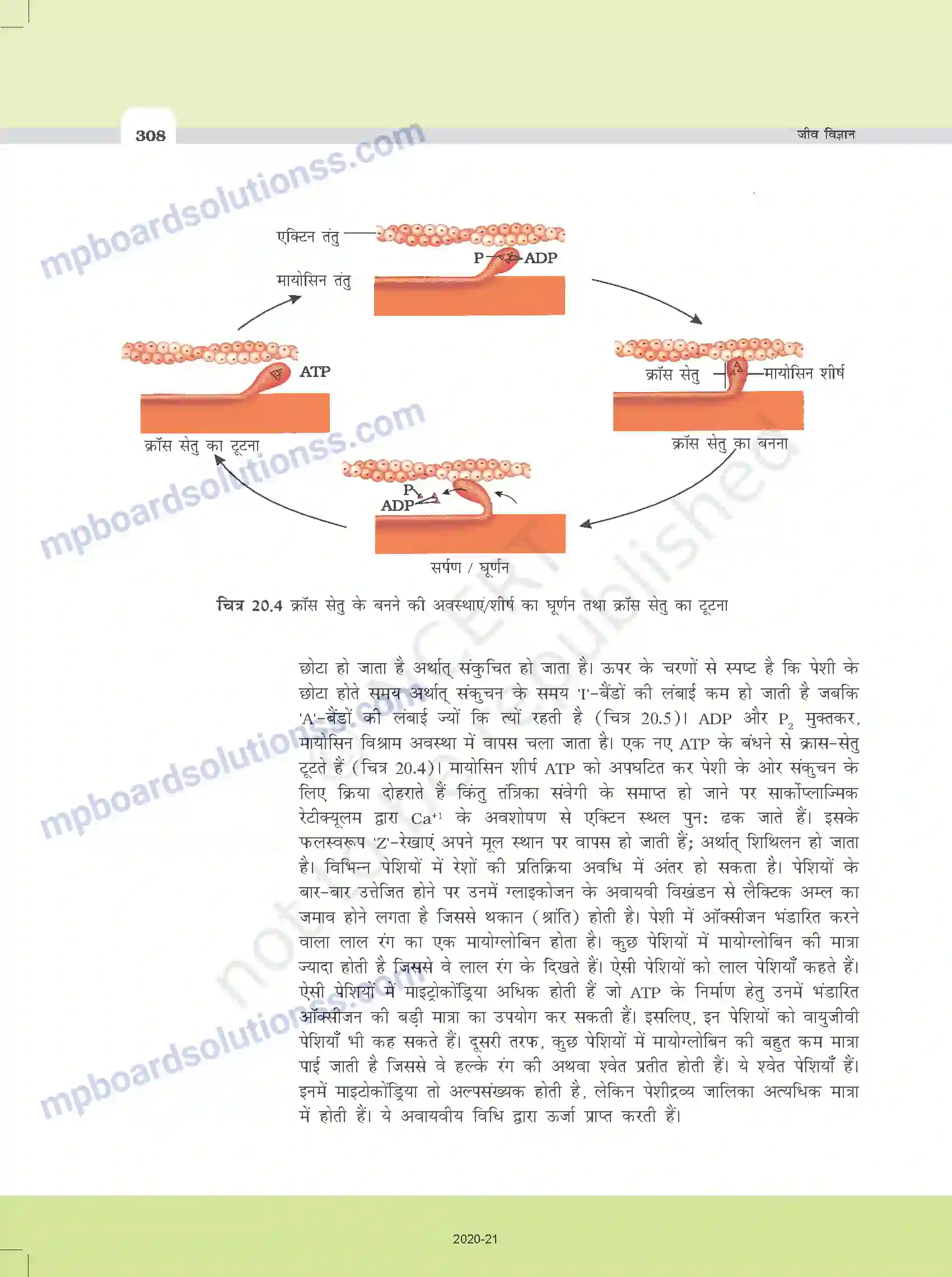 MP Board Book for Class 11 Biology गमन एवं संचलन Image 6