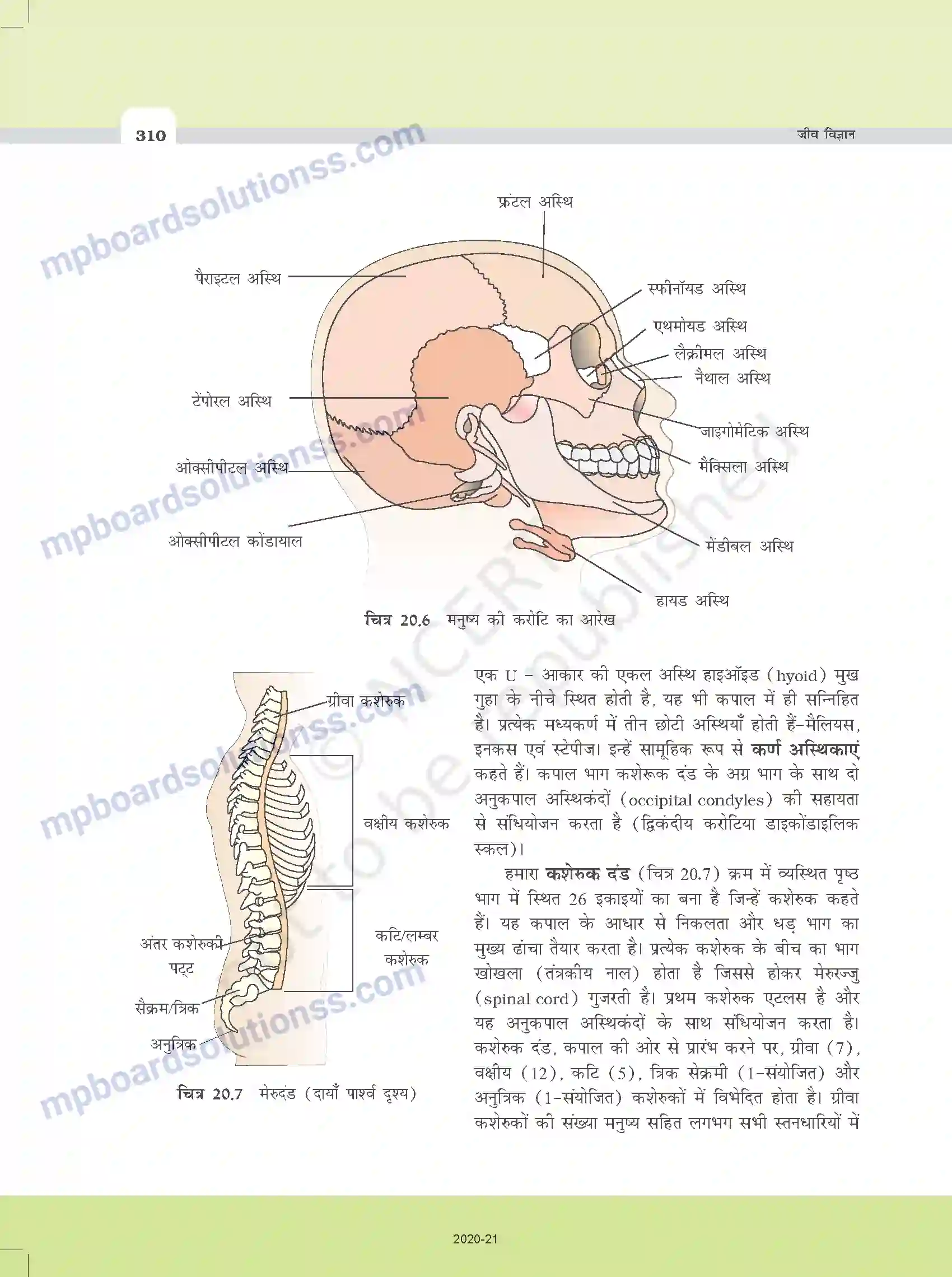 MP Board Book for Class 11 Biology गमन एवं संचलन Image 8
