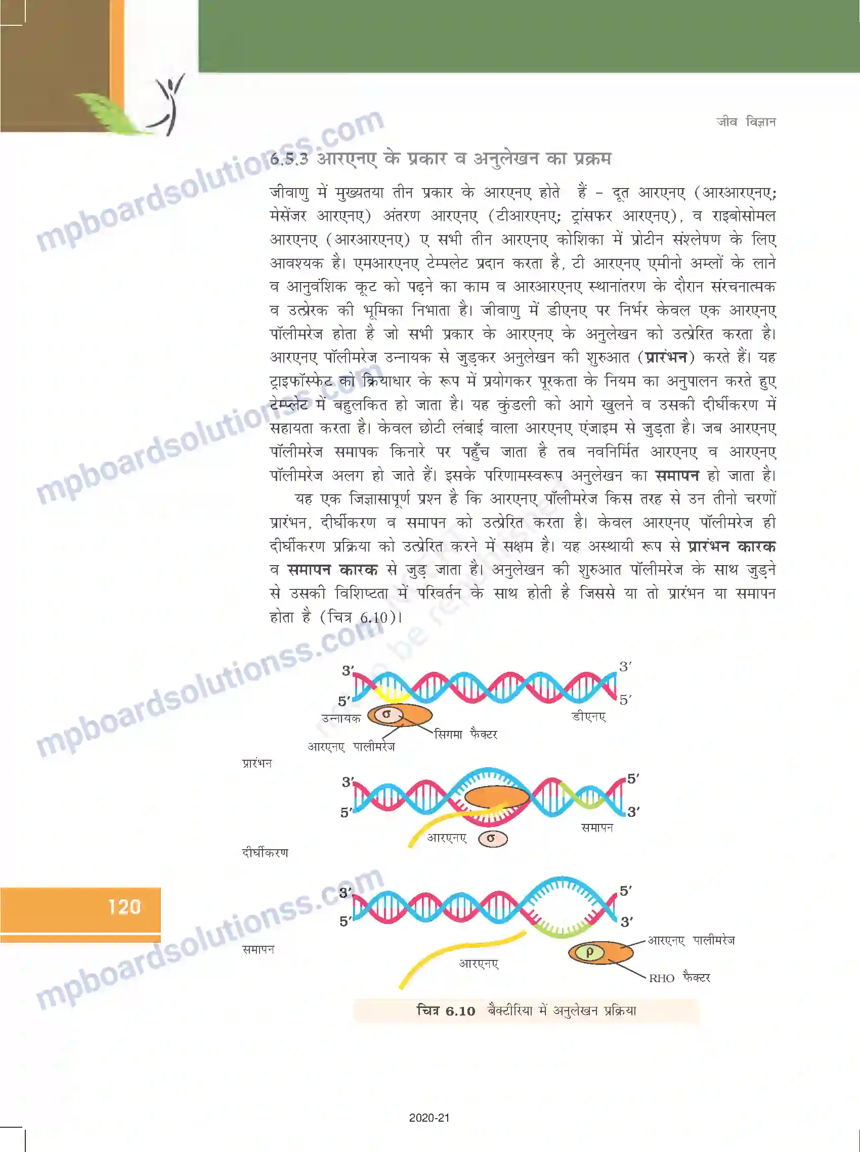 MP Board Book for Class 12 Biology वंशागति के आणविक आधार Image 16