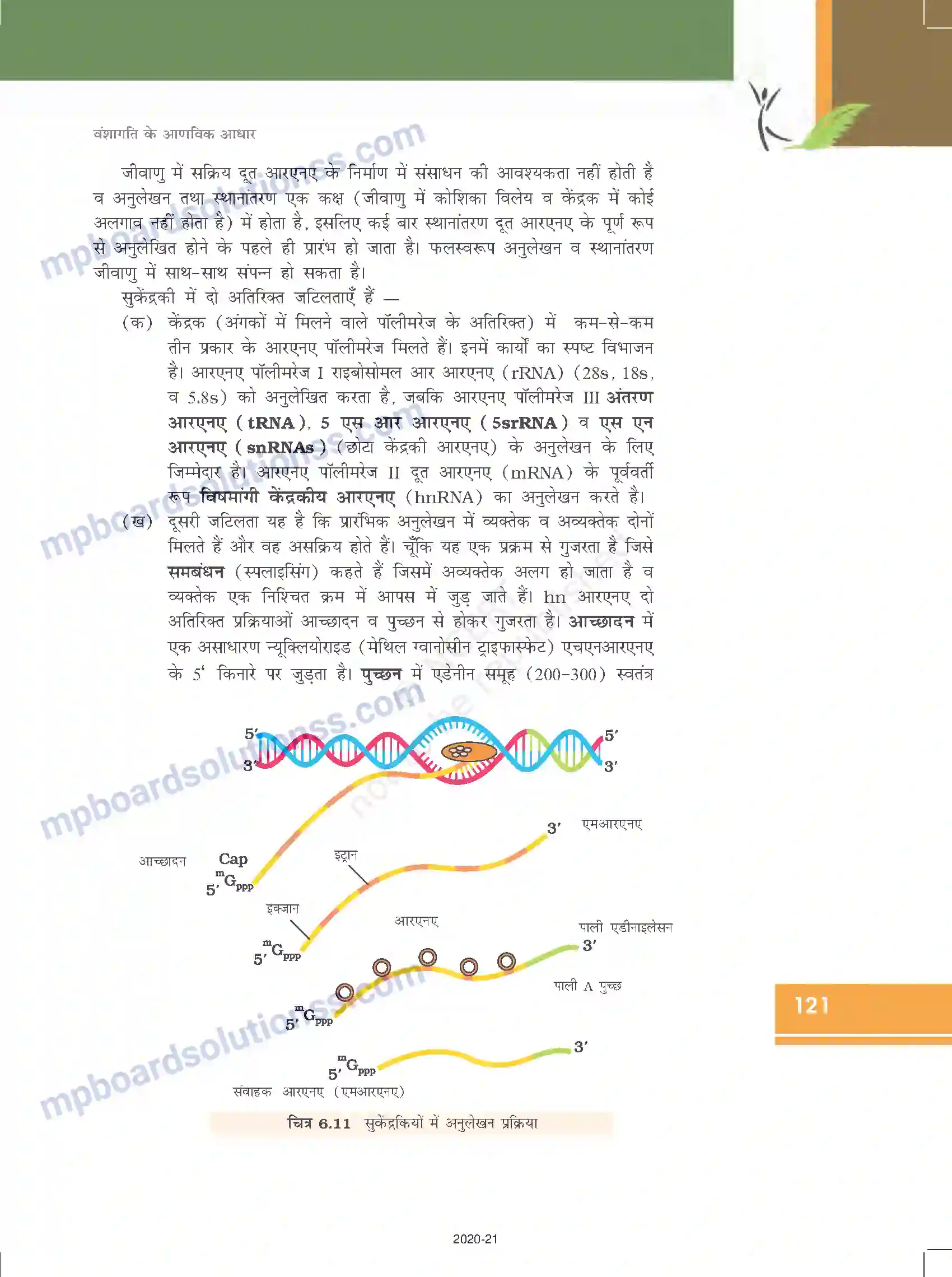 MP Board Book for Class 12 Biology वंशागति के आणविक आधार Image 17