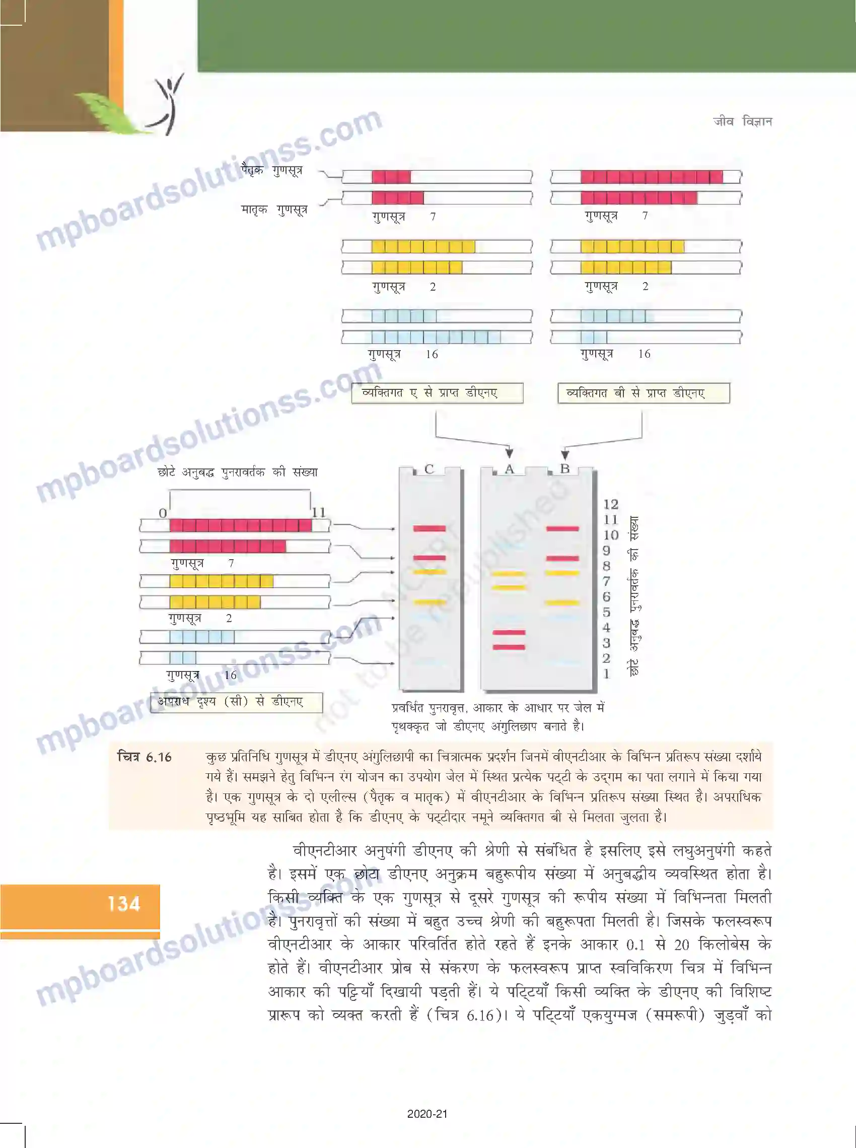 MP Board Book for Class 12 Biology वंशागति के आणविक आधार Image 30