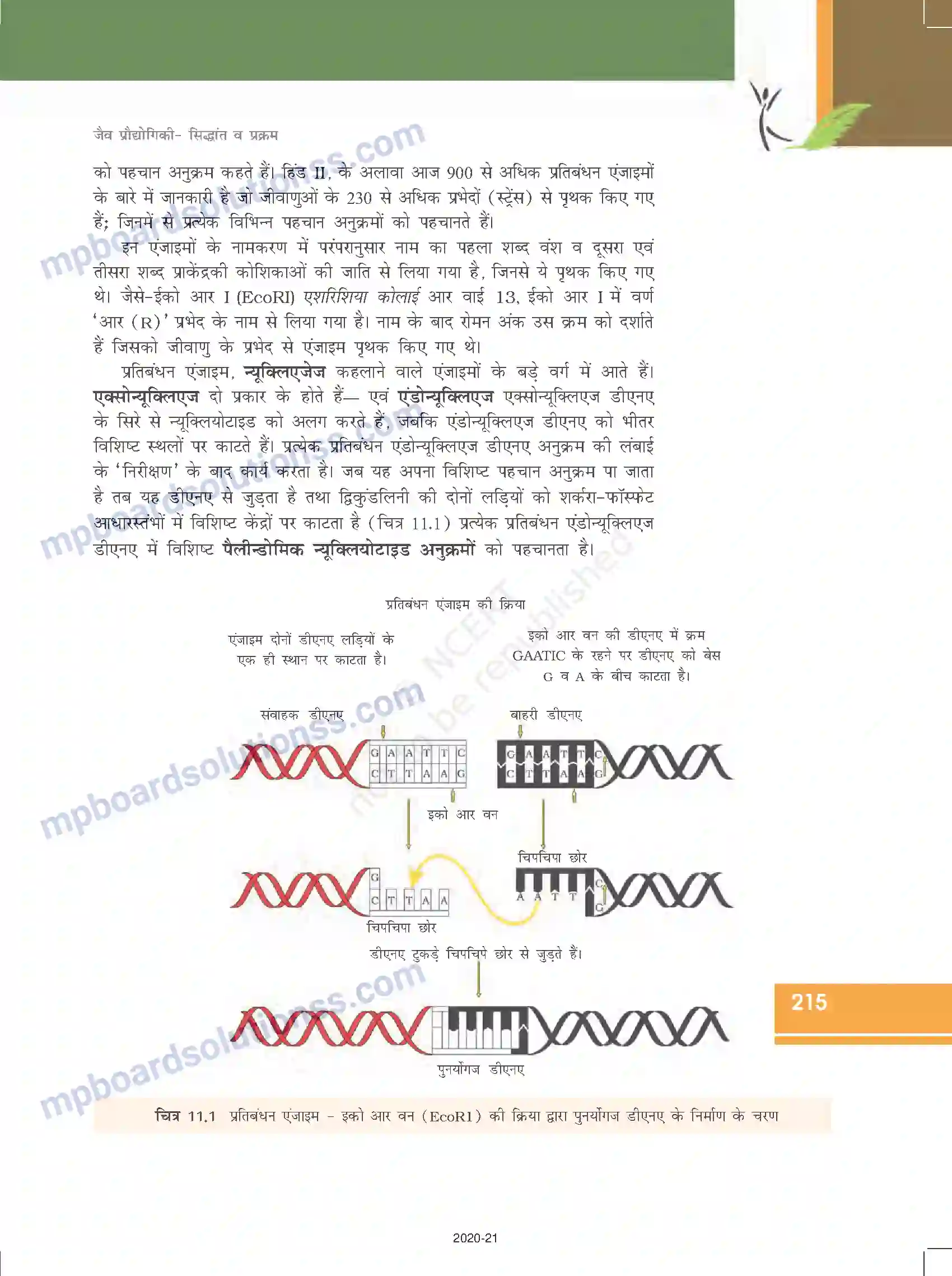 MP Board Book for Class 12 Biology जैव प्रौद्योगिकी-सिद्धांत व प्रक्रम Image 6