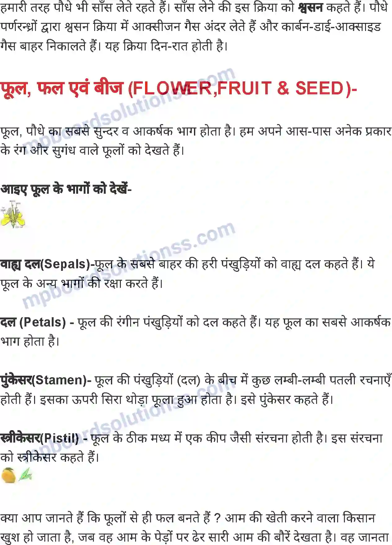 MP Board Book for Class 4 Environmental Studies पौधे के भाग एवं उनके कार्य Image 7