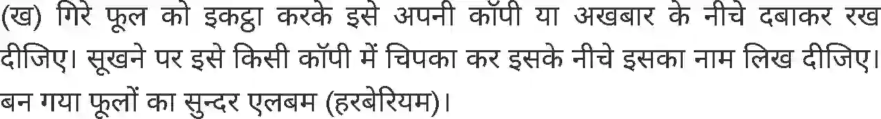 MP Board Book for Class 4 Environmental Studies दादी माँ की बगिया Image 7