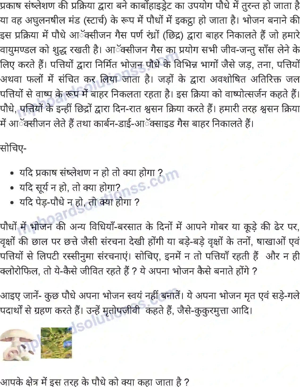 MP Board Book for Class 5 Environmental Studies पेड़-पौधों का भोजन Image 3