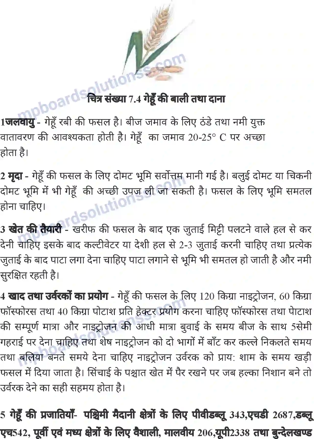 MP Board Book for Class 6 Agriculture मुख्य फसलों की खेती Image 13