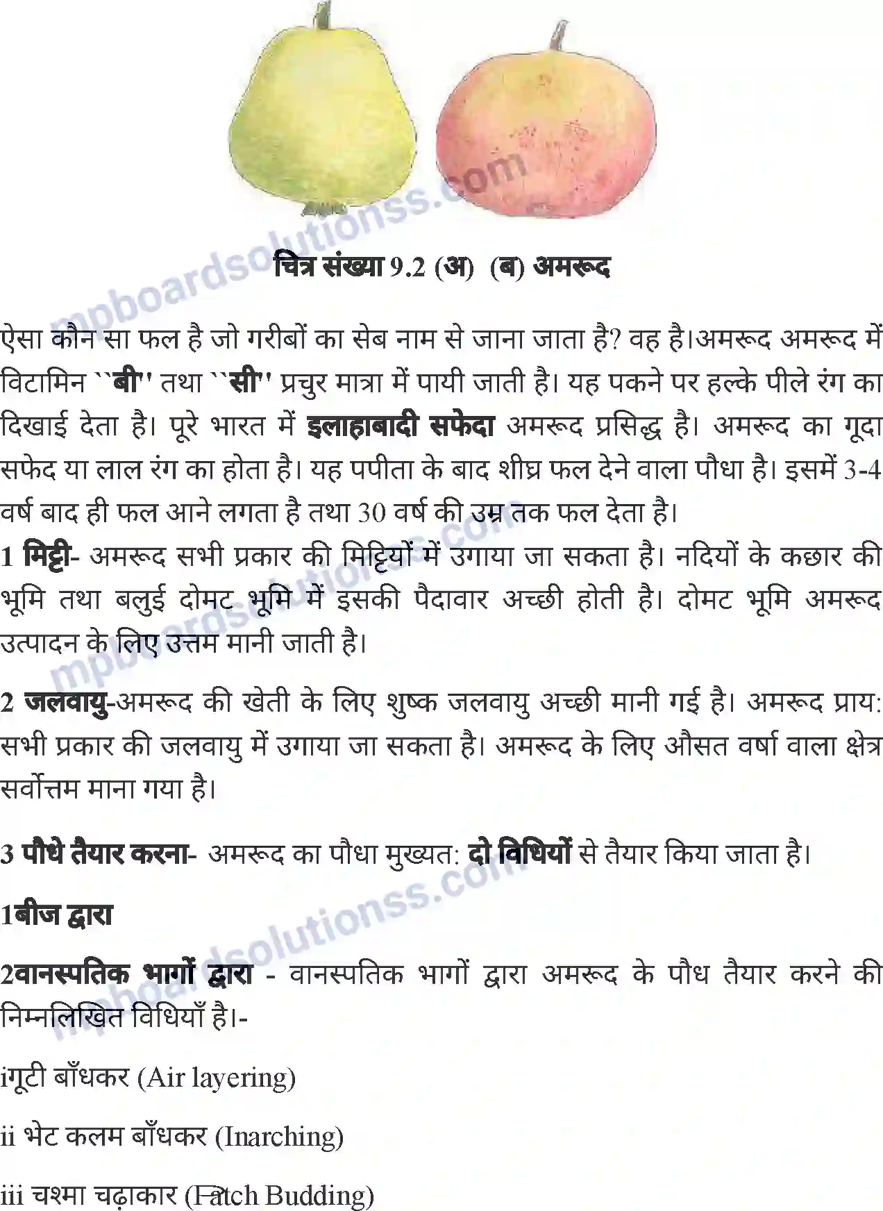 MP Board Book for Class 6 Agriculture फलों की खेती Image 8