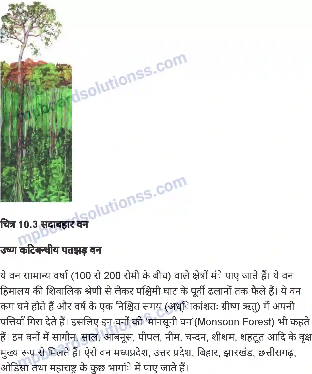 MP Board Book for Class 6 Social Science भारत मृदा, वनस्पति एवं वन्य-जीव Image 6