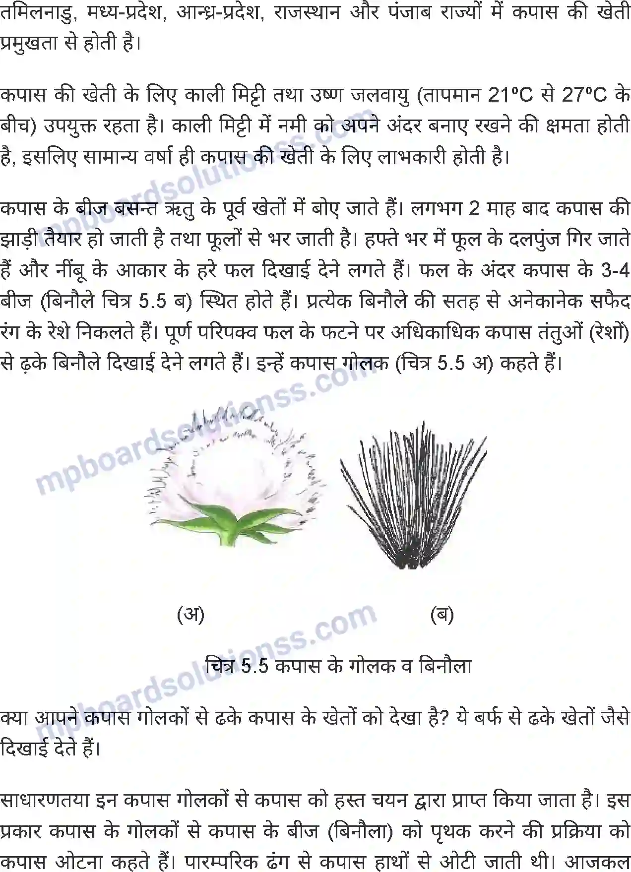 MP Board Book for Class 6 Science तंतु से वस्त्र तक Image 5