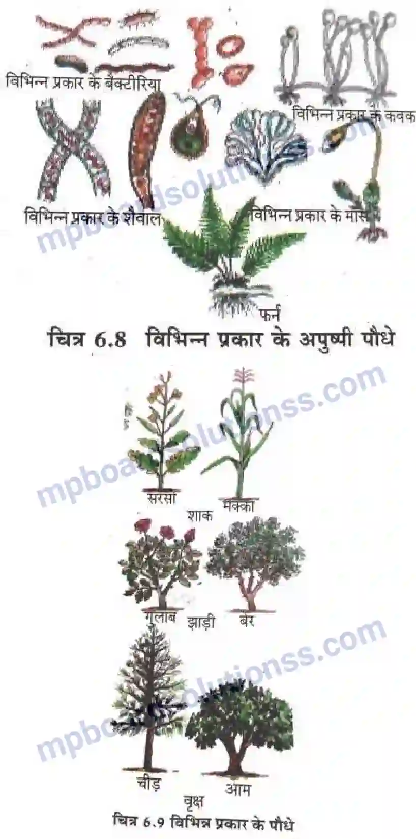 MP Board Book for Class 6 Science जीव जगत Image 14