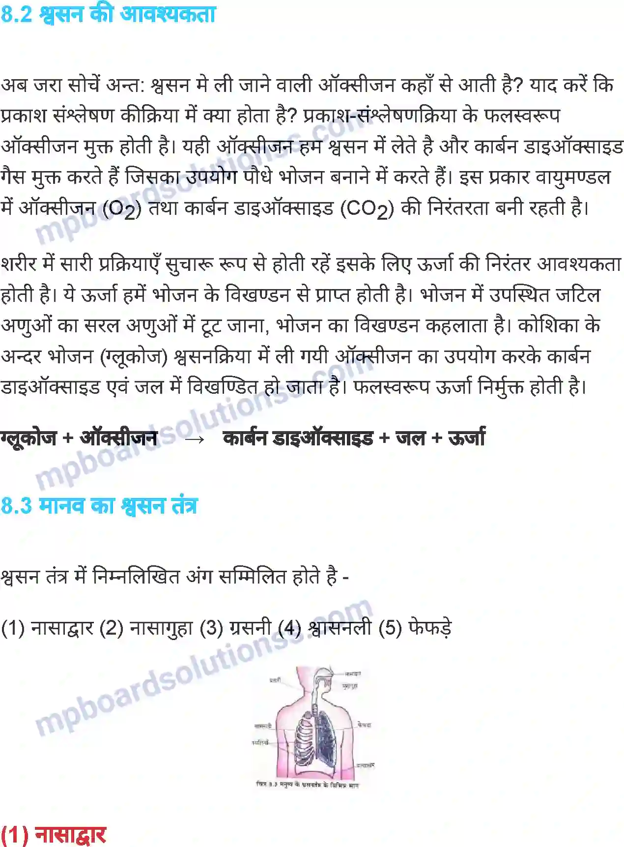 MP Board Book for Class 7 Science जीवों में श्वसन Image 4