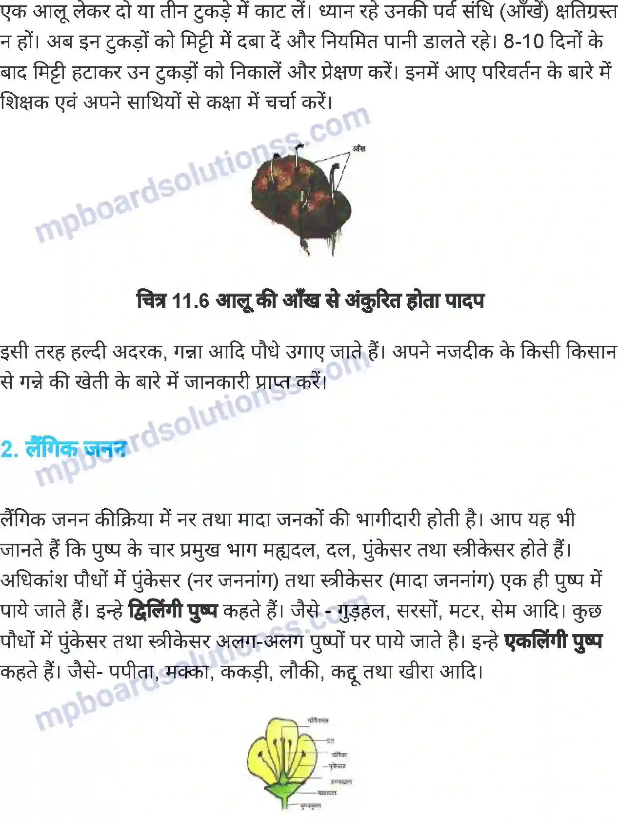 MP Board Book for Class 7 Science पौधों में जनन Image 5