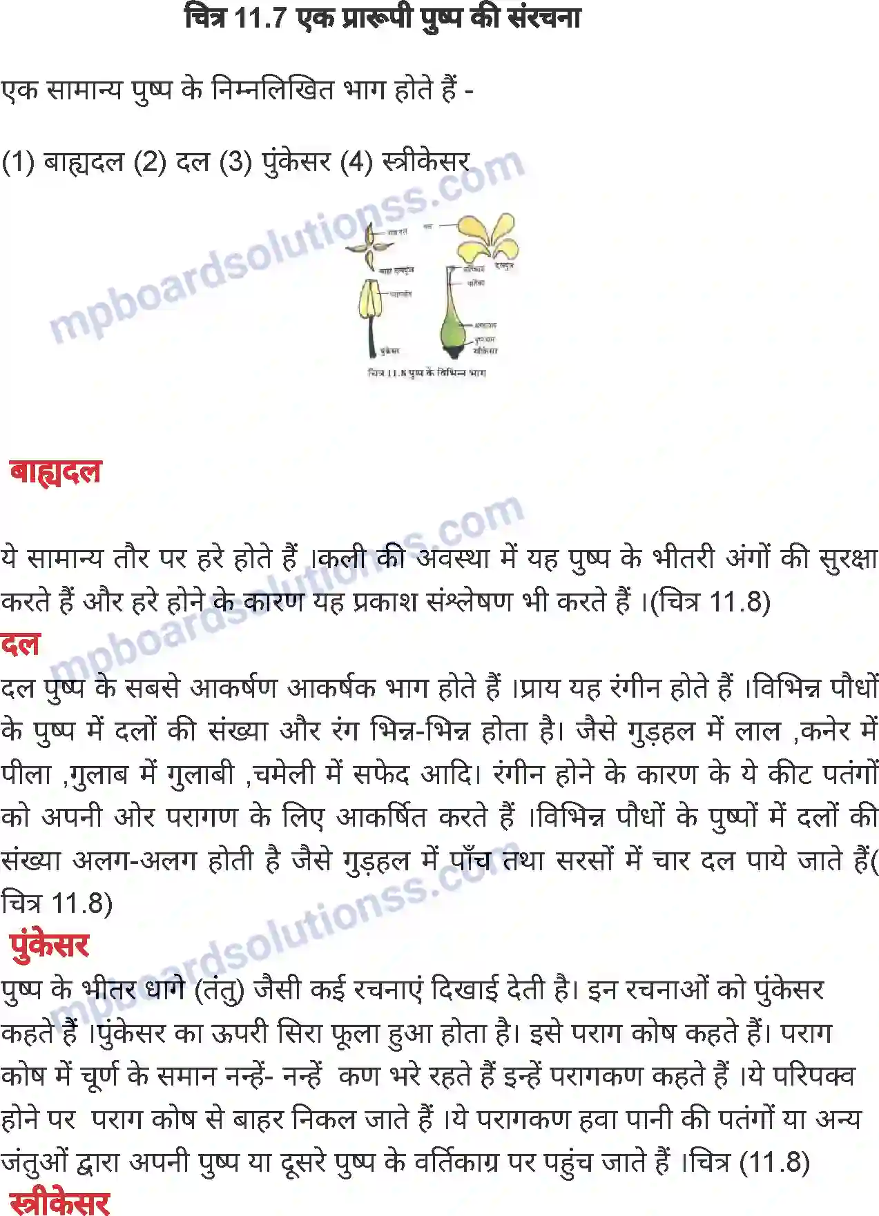 MP Board Book for Class 7 Science पौधों में जनन Image 6