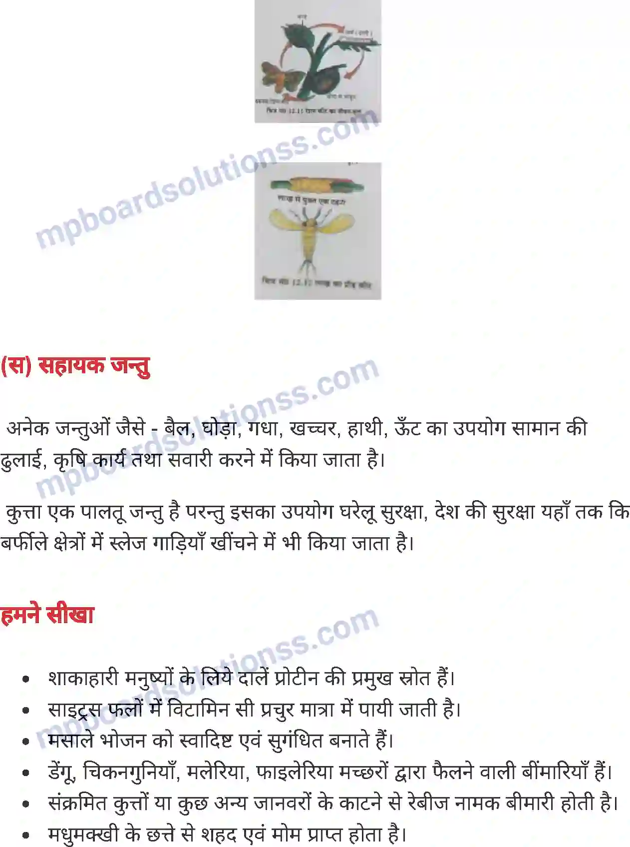 MP Board Book for Class 7 Science लाभदायक एवं हानिकारक पौधे तथा जंतु Image 11
