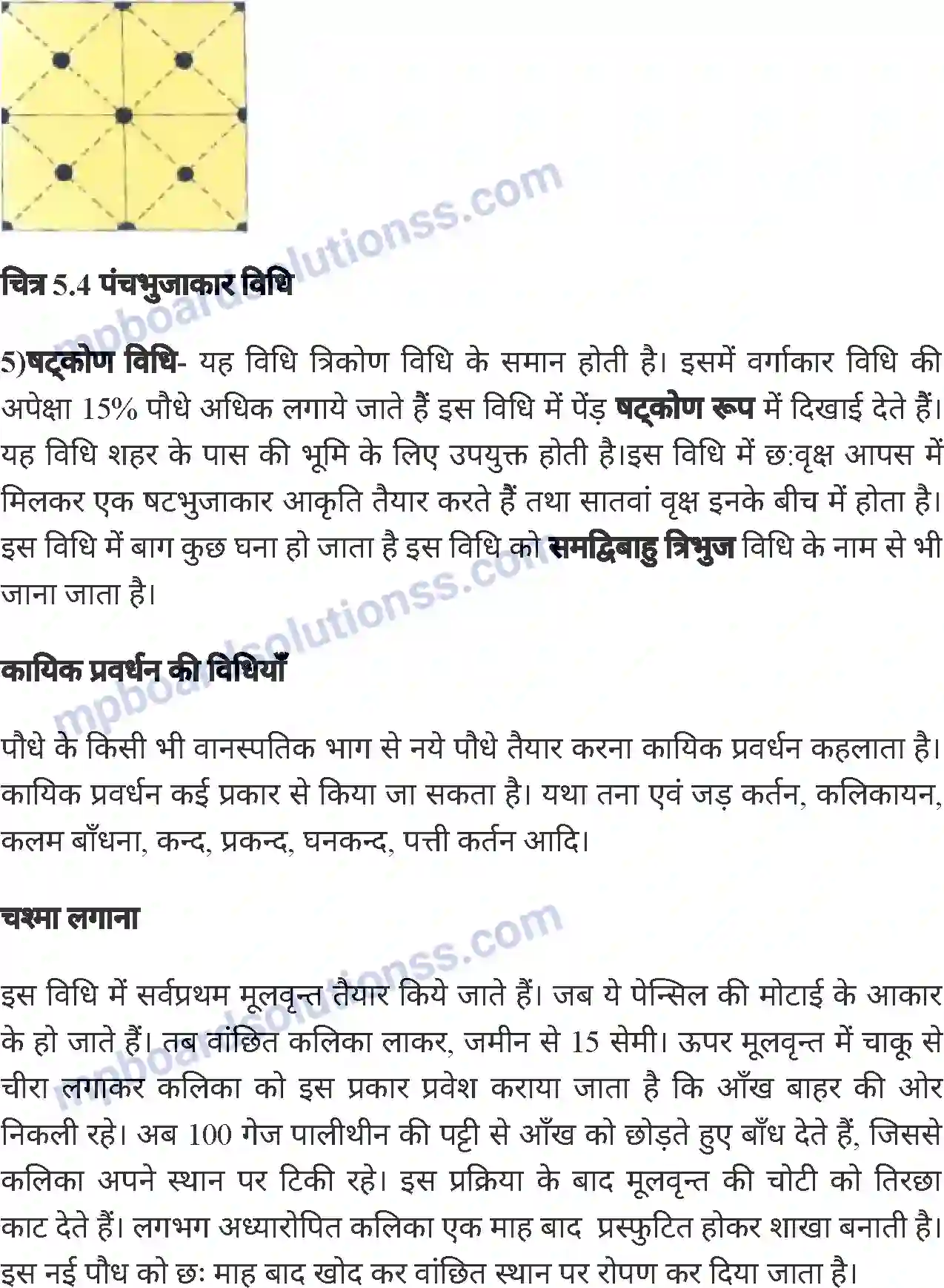 MP Board Book for Class 8 Agriculture बागवानी एवं वृक्षारोपण Image 8