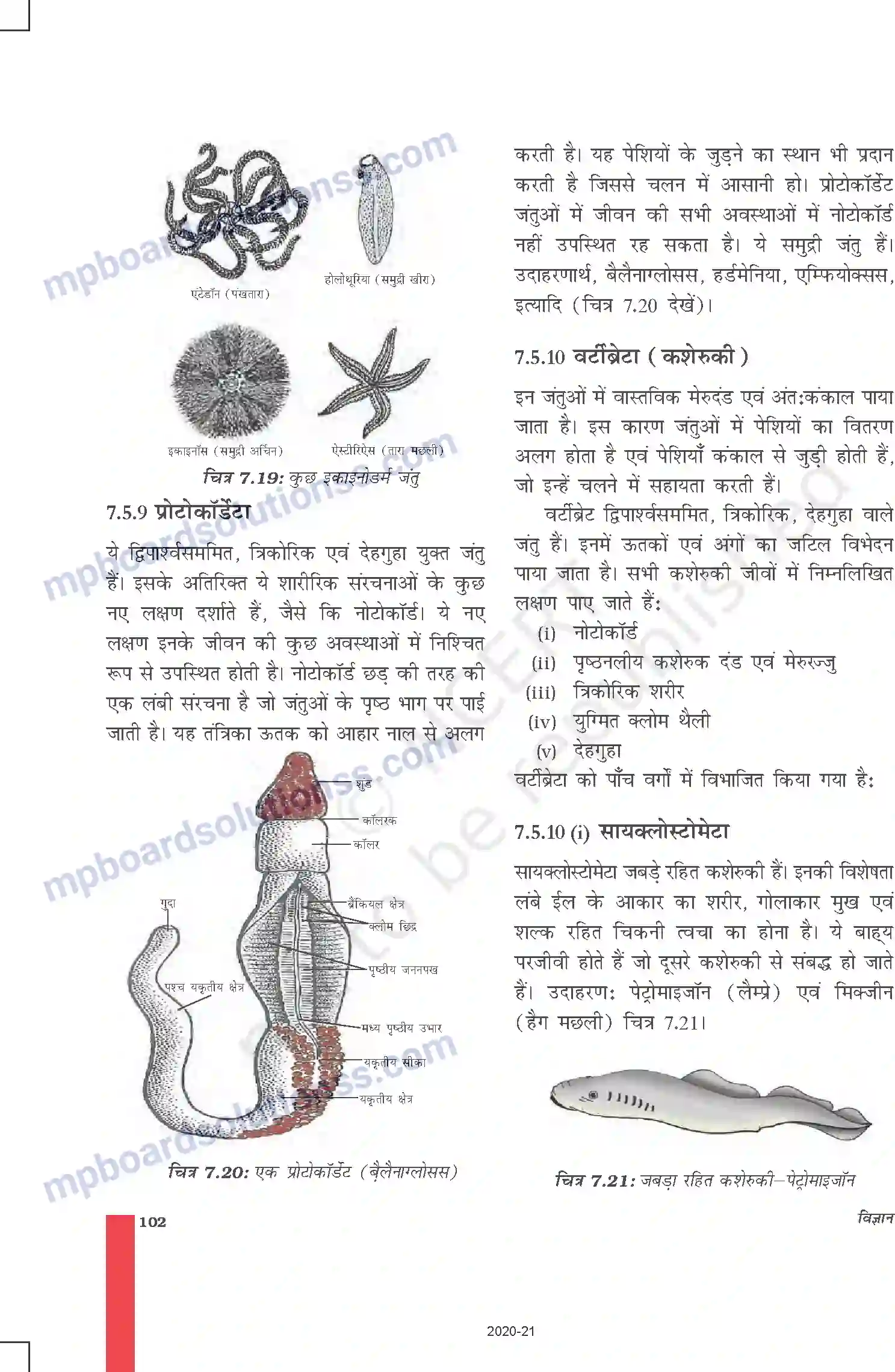 MP Board Book for Class 9 Science जीवों में विविधता Image 13