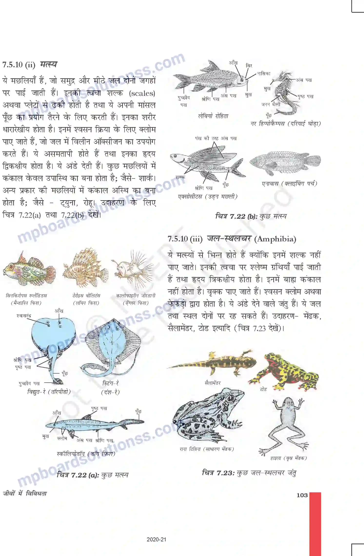 MP Board Book for Class 9 Science जीवों में विविधता Image 14