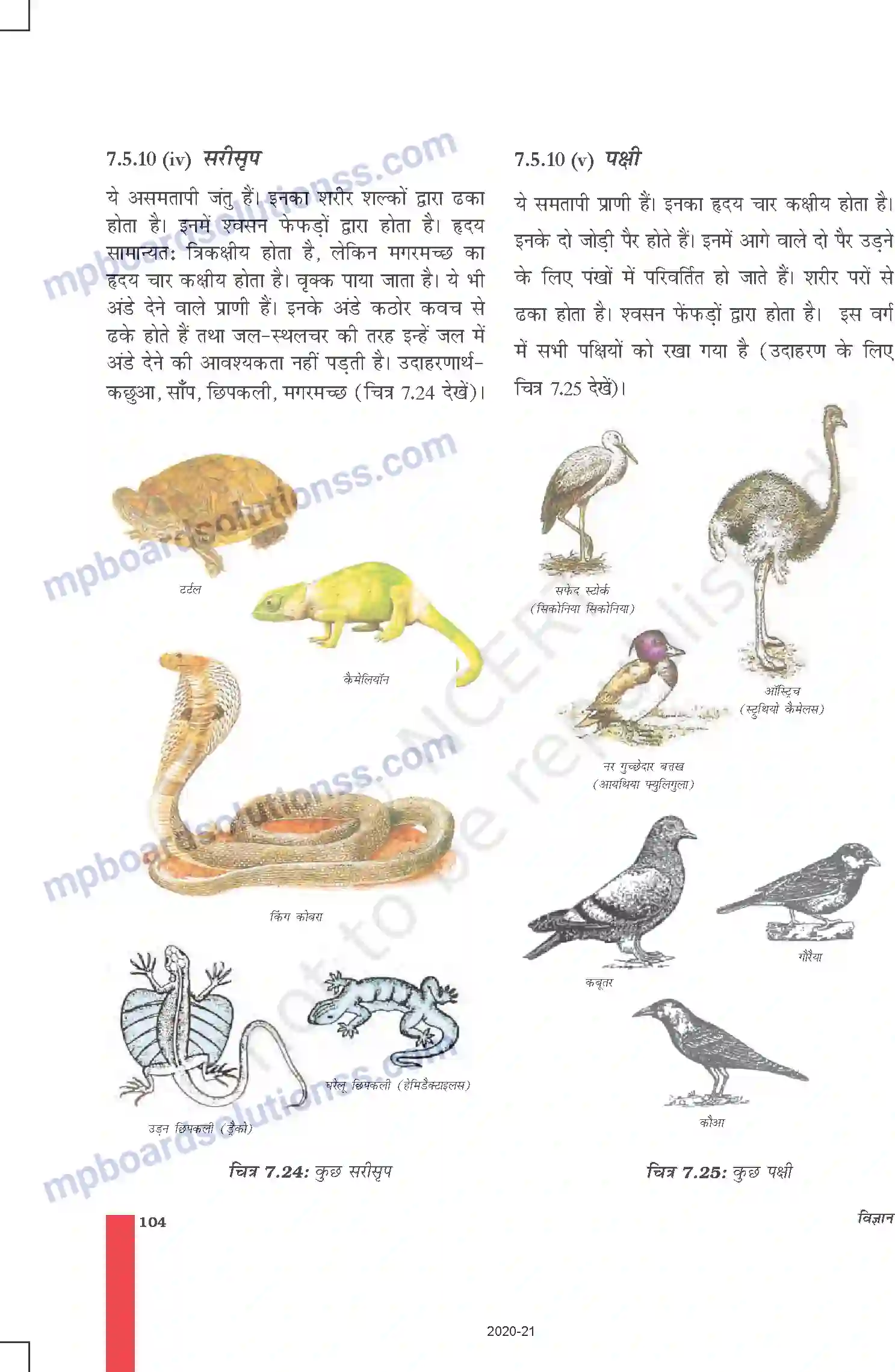 MP Board Book for Class 9 Science जीवों में विविधता Image 15