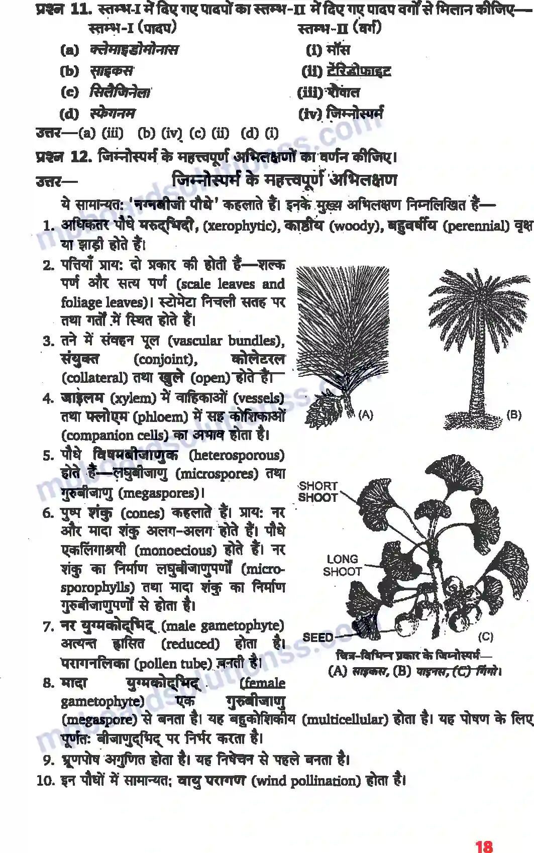 MP Board Book for Class 11 Biology वनस्पति जगत Image 7