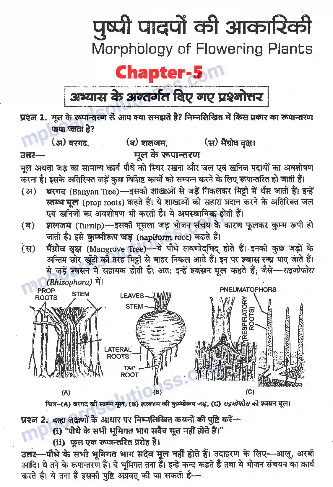 MP Board Book for Class 11 Biology पुष्पी पादपों की आकारिकी Image 1