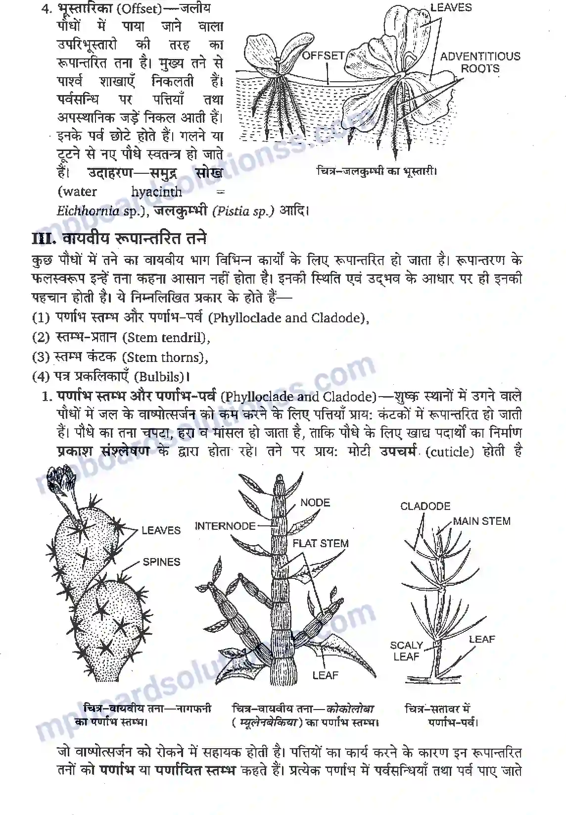 MP Board Book for Class 11 Biology पुष्पी पादपों की आकारिकी Image 10