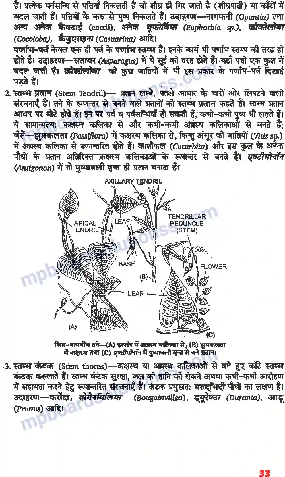 MP Board Book for Class 11 Biology पुष्पी पादपों की आकारिकी Image 11