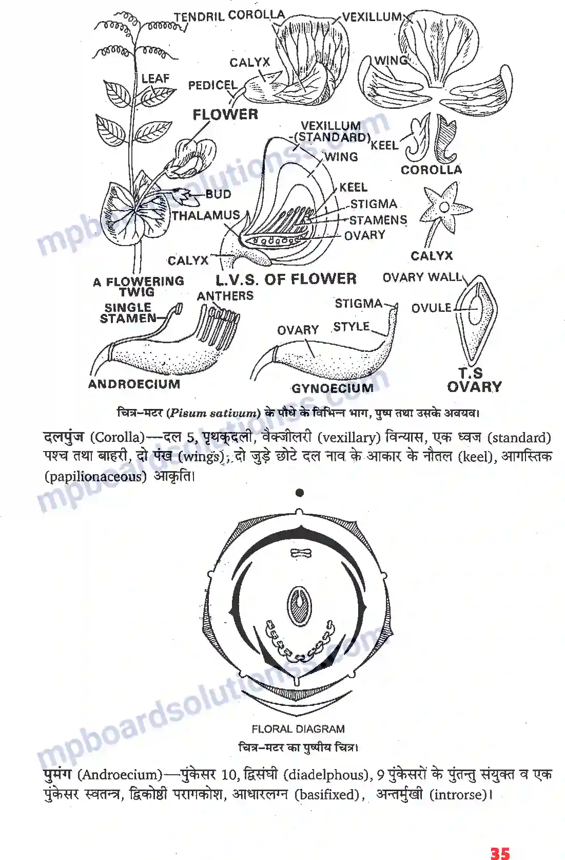 MP Board Book for Class 11 Biology पुष्पी पादपों की आकारिकी Image 13