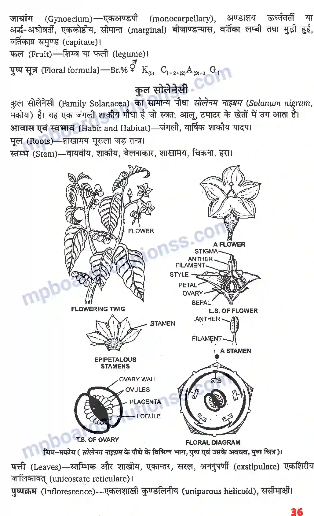 MP Board Book for Class 11 Biology पुष्पी पादपों की आकारिकी Image 14