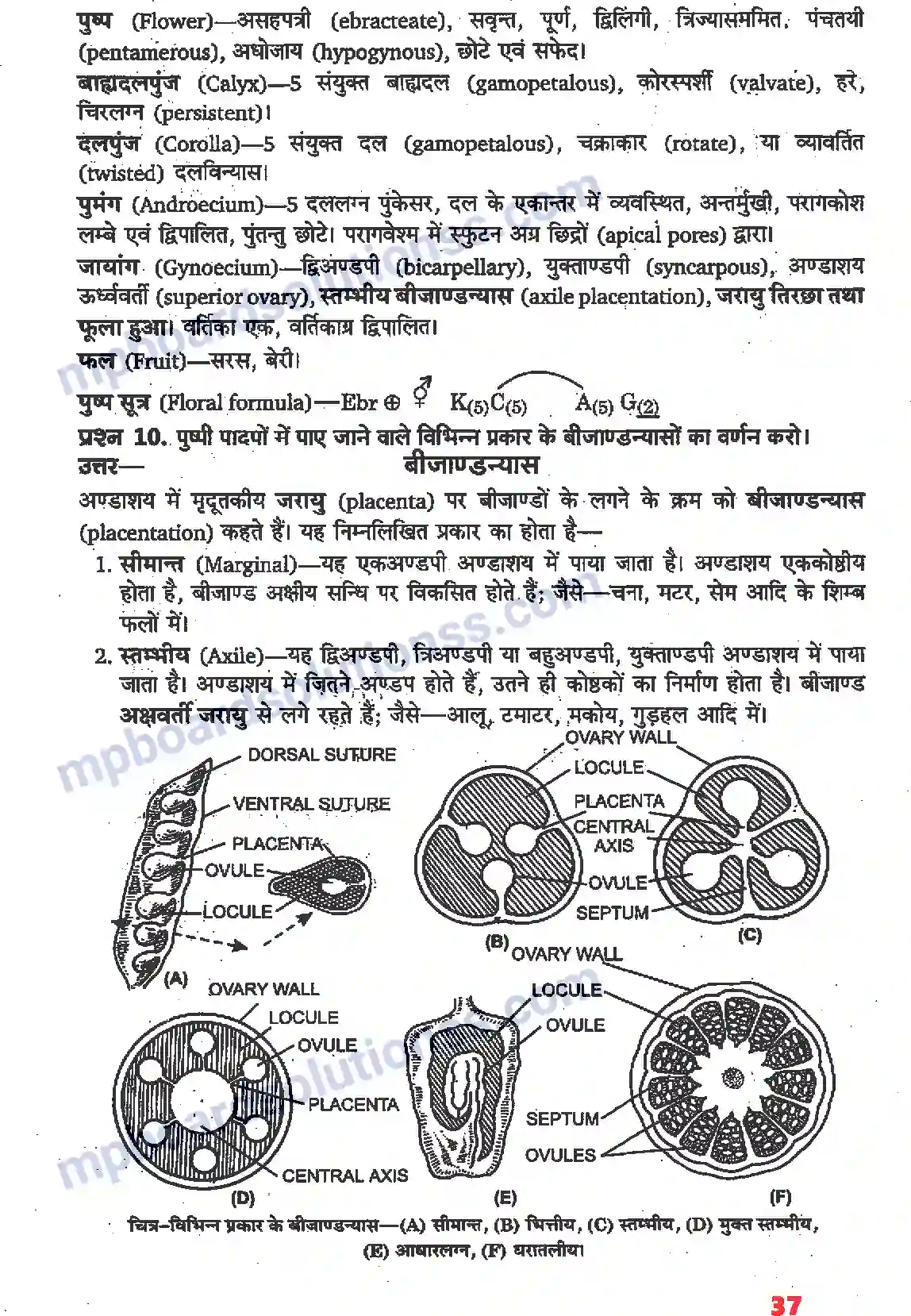 MP Board Book for Class 11 Biology पुष्पी पादपों की आकारिकी Image 15