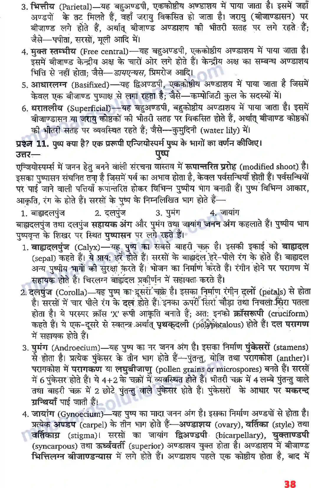 MP Board Book for Class 11 Biology पुष्पी पादपों की आकारिकी Image 16