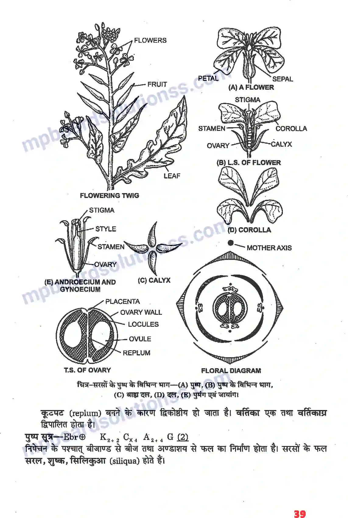 MP Board Book for Class 11 Biology पुष्पी पादपों की आकारिकी Image 17