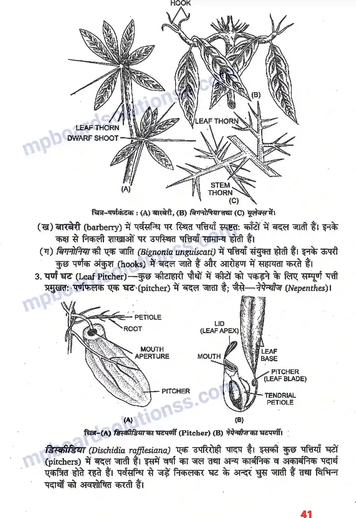 MP Board Book for Class 11 Biology पुष्पी पादपों की आकारिकी Image 19