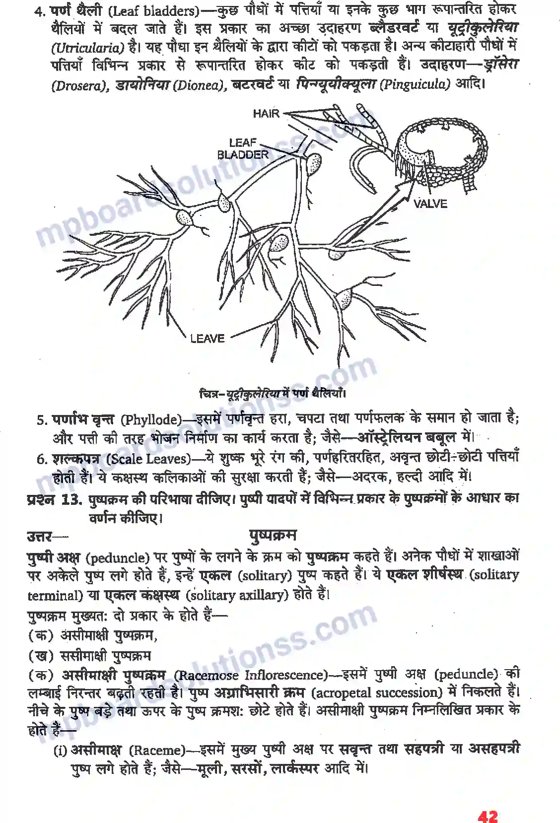 MP Board Book for Class 11 Biology पुष्पी पादपों की आकारिकी Image 20