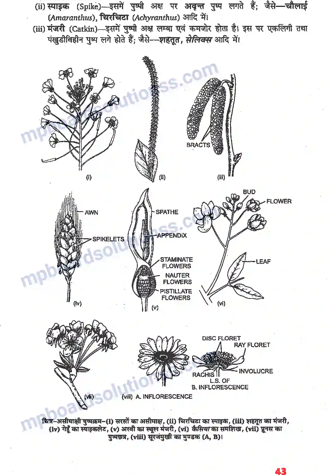 MP Board Book for Class 11 Biology पुष्पी पादपों की आकारिकी Image 21