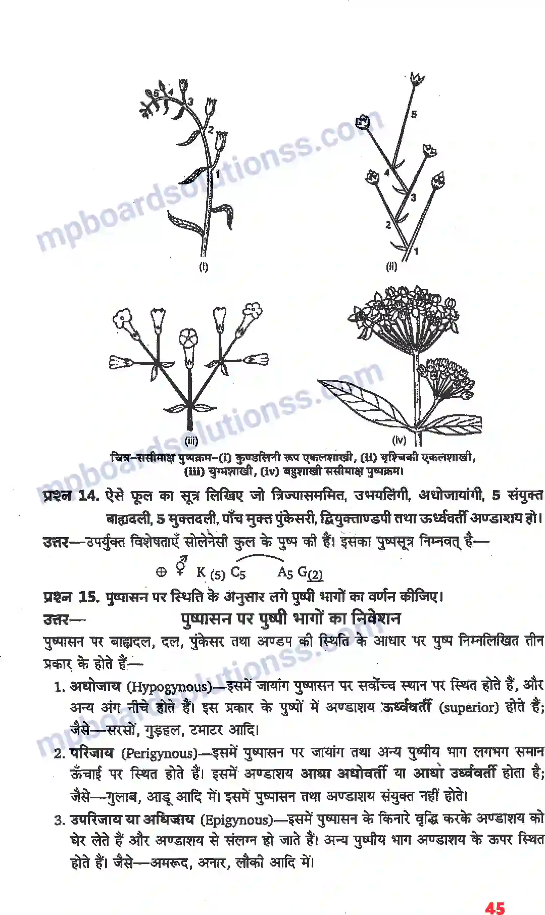 MP Board Book for Class 11 Biology पुष्पी पादपों की आकारिकी Image 23