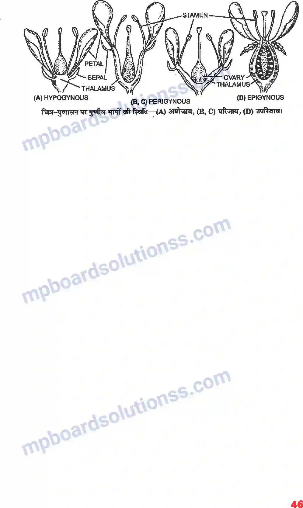 MP Board Book for Class 11 Biology पुष्पी पादपों की आकारिकी Image 24