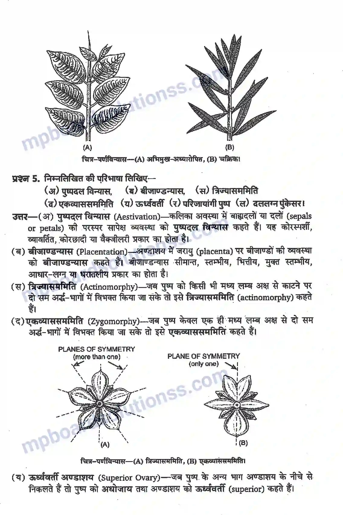 MP Board Book for Class 11 Biology पुष्पी पादपों की आकारिकी Image 4