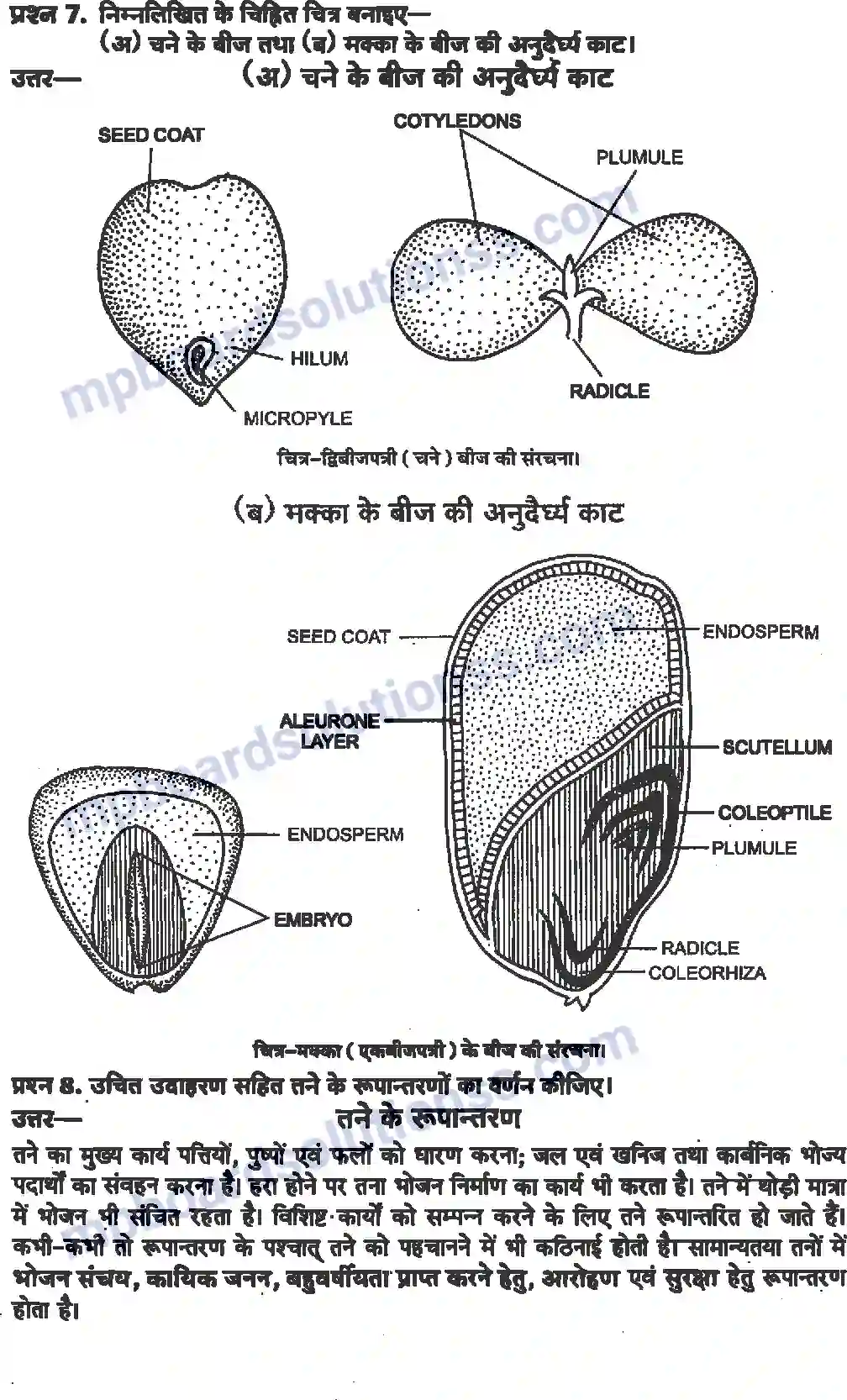 MP Board Book for Class 11 Biology पुष्पी पादपों की आकारिकी Image 6