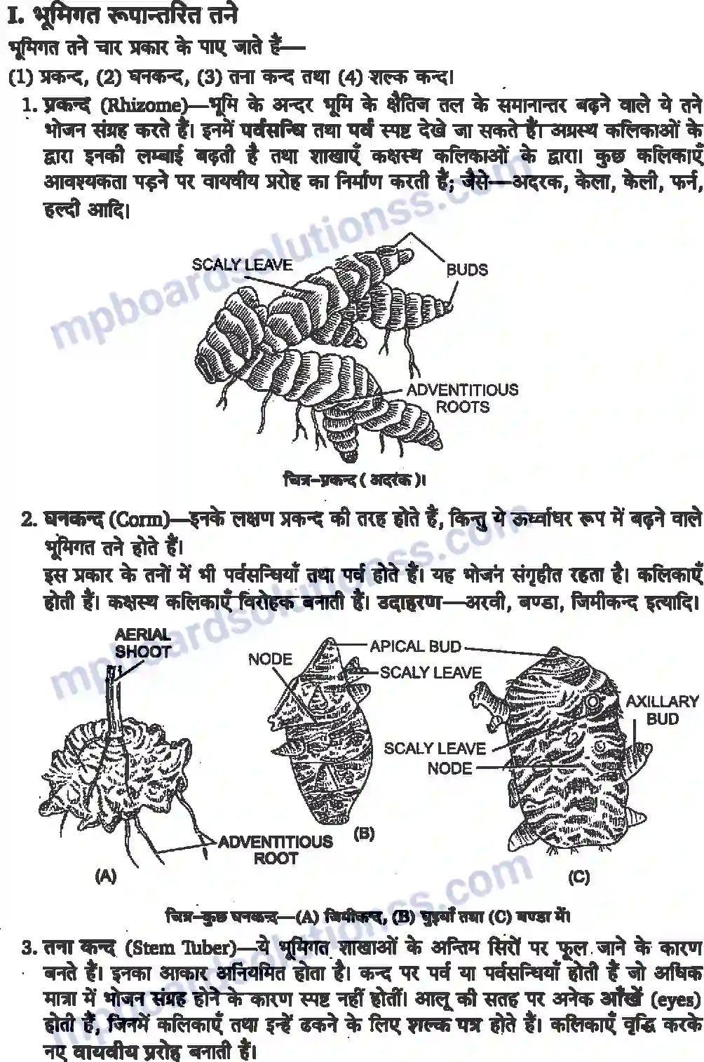MP Board Book for Class 11 Biology पुष्पी पादपों की आकारिकी Image 7