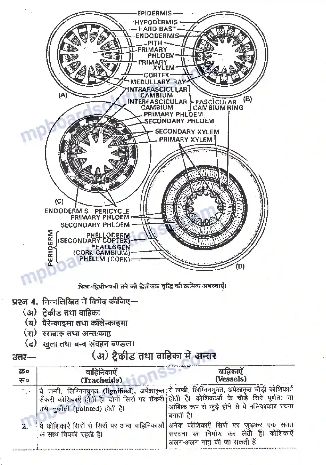 MP Board Book for Class 11 Biology पुष्पी पादपों का शारीर Image 3