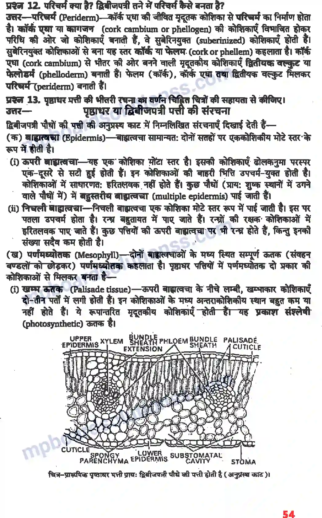MP Board Book for Class 11 Biology पुष्पी पादपों का शारीर Image 8