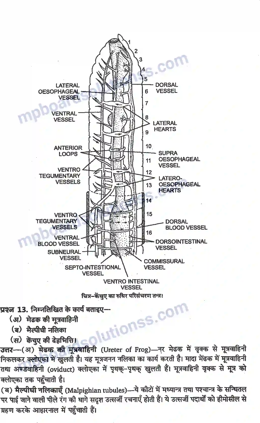 MP Board Book for Class 11 Biology प्राणियों में संरचनात्मक संगठन Image 11