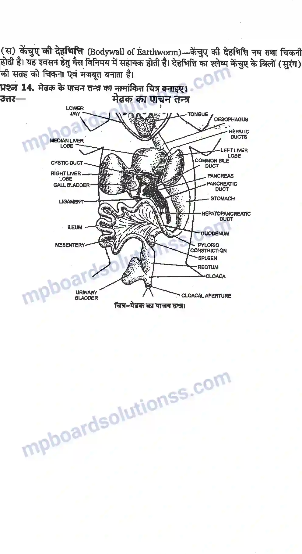 MP Board Book for Class 11 Biology प्राणियों में संरचनात्मक संगठन Image 12