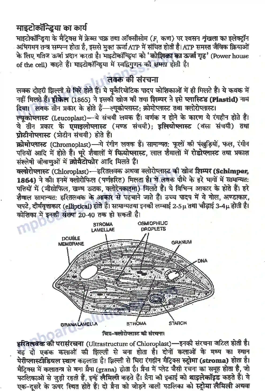 MP Board Book for Class 11 Biology कोशिका जीवन की इकाई Image 3